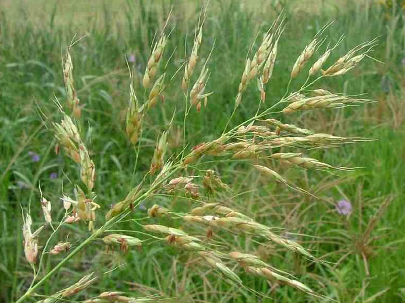 sorghum-halepense-grass