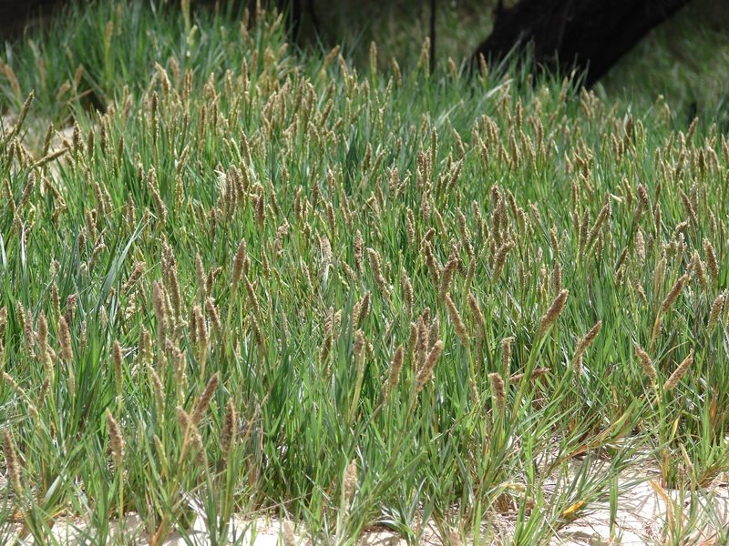 sporobolus-diander-grass