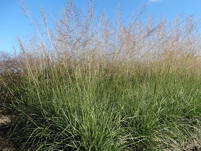 sporobolus-tenuissimus-grass