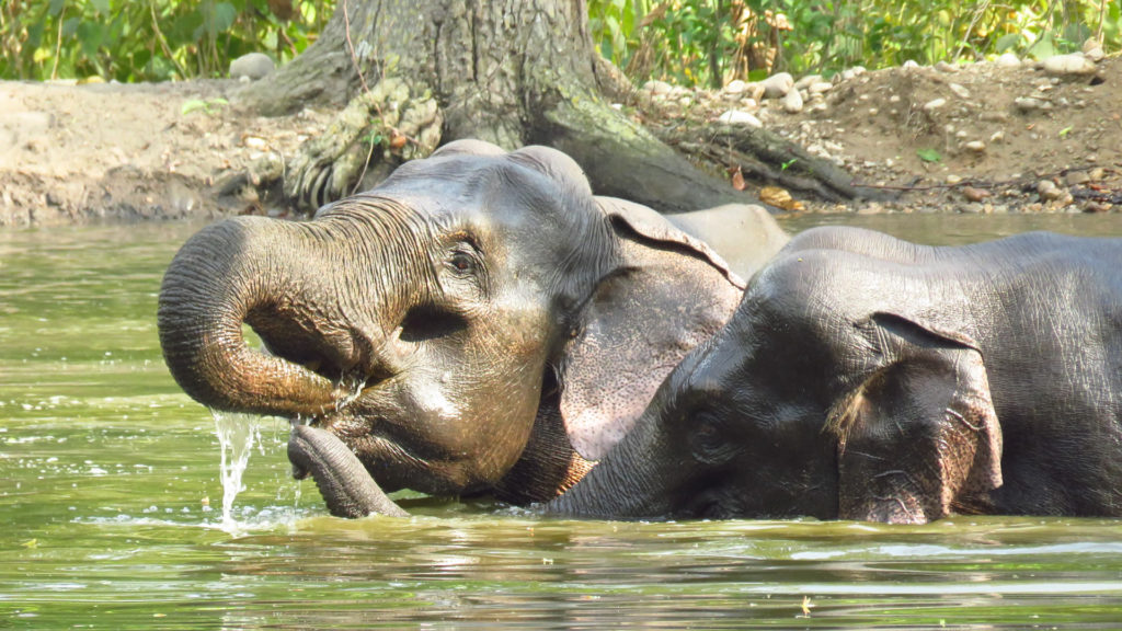 Rajaji National Park