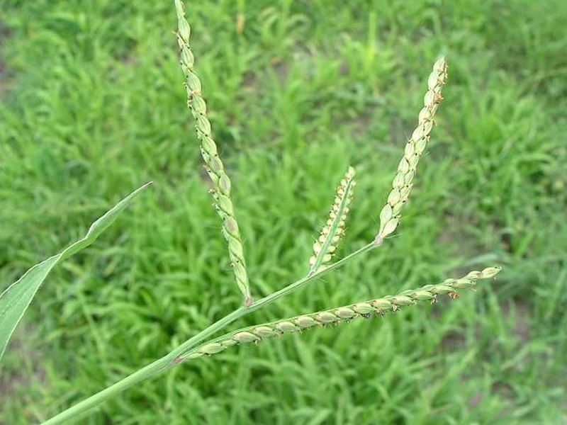 urochloa-panicoides-grass